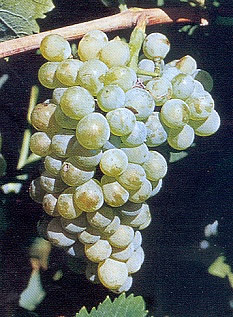 falanghina