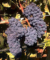 carignano