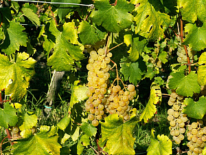 malvasia