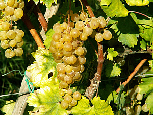 malvasia