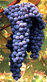 nebbiolo