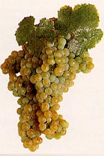 verdicchio